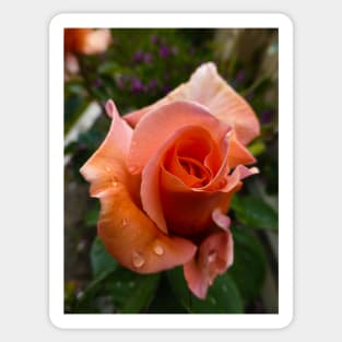 The Orange Rose with Dew Sticker